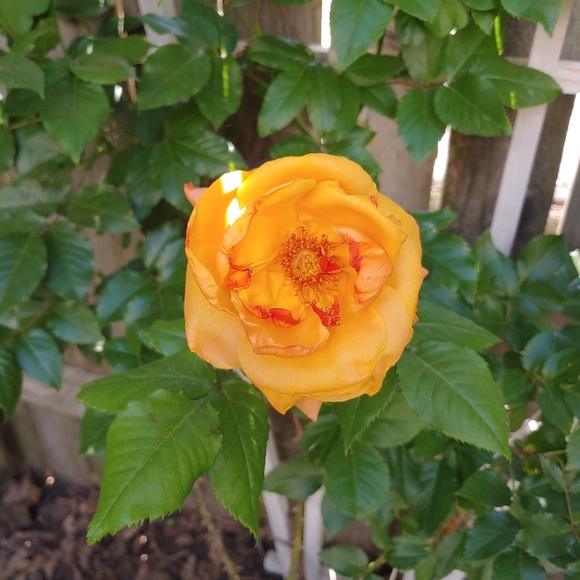 celinattendue34